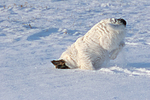 Parson Russell Terrier rennt durch den Schnee / prt running through snow