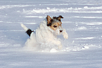 Parson Russell Terrier rennt durch den Schnee / prt running through snow