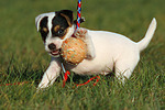 spielender Parson Russell Terrier Welpe / playing PRT puppy