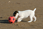 Parson Russell Terrier Welpe / parson russell terrier puppy