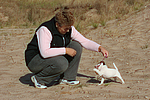 Parson Russell Terrier Welpe / parson russell terrier puppy