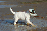 Parson Russell Terrier Welpe / parson russell terrier puppy