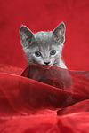 Russisch Blau Kätzchen / russian blue kitten