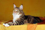 liegende Maine Coon / lying maine coon