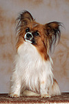 sitzender Papillon / sitting papillion