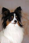 Papillon Portrait