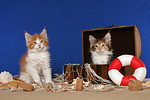 Maine Coon Kätzchen / Maine Coon Kitten