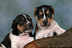 Jack Russell Terrier Welpen / jack russell terrier puppies