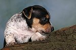 Jack Russell Terrier Welpe / jack russell terrier puppy