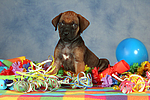 Rhodesian Ridgeback Welpe / rhodesian ridgeback puppy