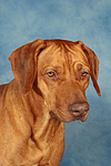 Rhodesian Ridgeback