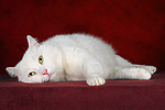 liegender weißer BKH-Mix / lying white domestic cat