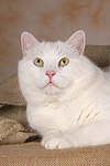 liegender weißer BKH-Mix / lying white domestic cat