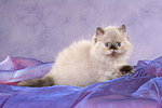 sitzendes Perser Colourpoint Kätzchen / sitting persian colourpoint kitten