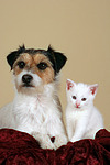 Parson Russell Terrier und Kätzchen / parson russell terrier and kitten