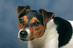 Parson Russell Terrier