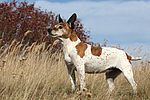 Jack Russell Terrier