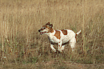 Jack Russell Terrier