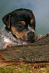 Jack Russell Terrier Welpe / jack russell terrier puppy