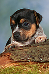 Jack Russell Terrier Welpe / jack russell terrier puppy