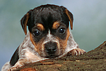 Jack Russell Terrier Welpe / jack russell terrier puppy