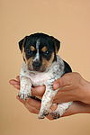 Jack Russell Terrier Welpe / jack russell terrier puppy