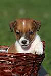 Jack Russell Terrier Welpe / jack russell terrier puppy