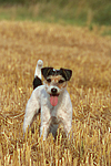 Parson Russell Terrier