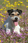 liegender Parson Russell Terrier / lying PRT