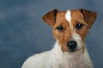 Parson Russell Terrier