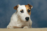 Parson Russell Terrier