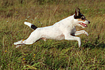 Parson Russell Terrier