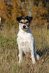 Parson Russell Terrier