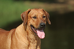 Rhodesian Ridgeback