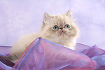 liegendes Perser Colourpoint Kätzchen / lying persian colourpoint kitten