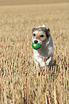 spielender Parson Russell Terrier / playing PRT