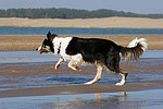 rennender Border Collie / running Border Collie