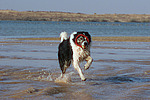 spielender Border Collie am Strand / playing Border Collie at beach