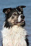 Border Collie Portrait