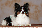 liegender Papillon / lying papillon