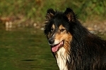 Langhaarcollie Portrait / longhaired collie portrait