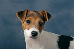 Parson Russell Terrier