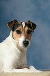 Parson Russell Terrier