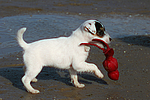 Parson Russell Terrier Welpe / parson russell terrier puppy