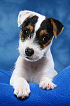 Parson Russell Terrier Welpe / parson russell terrier puppy