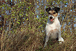 Parson Russell Terrier