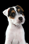 Parson Russell Terrier Welpe / parson russell terrier puppy