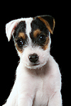 Parson Russell Terrier Welpe / parson russell terrier puppy