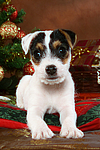 Parson Russell Terrier Welpe zu Weihnachten / PRT puppy at christmas