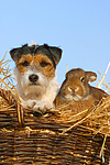 Parson Russell Terrier und Widderkaninchen / prt and bunny